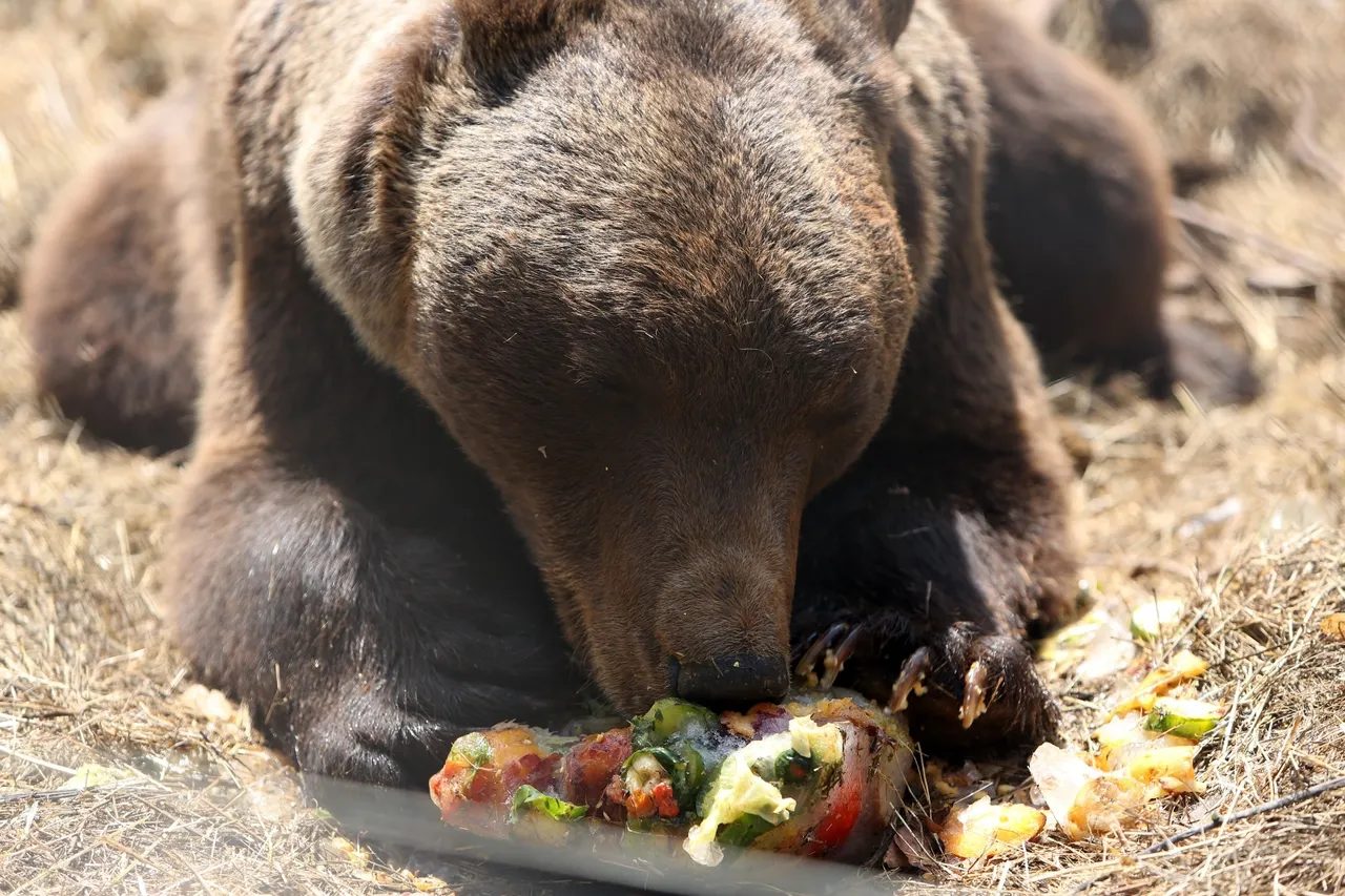 I njima je vruće! Medvjedi u Kuterevu rashlađuju se sladoledom i zamrznutim voćem i povrćem