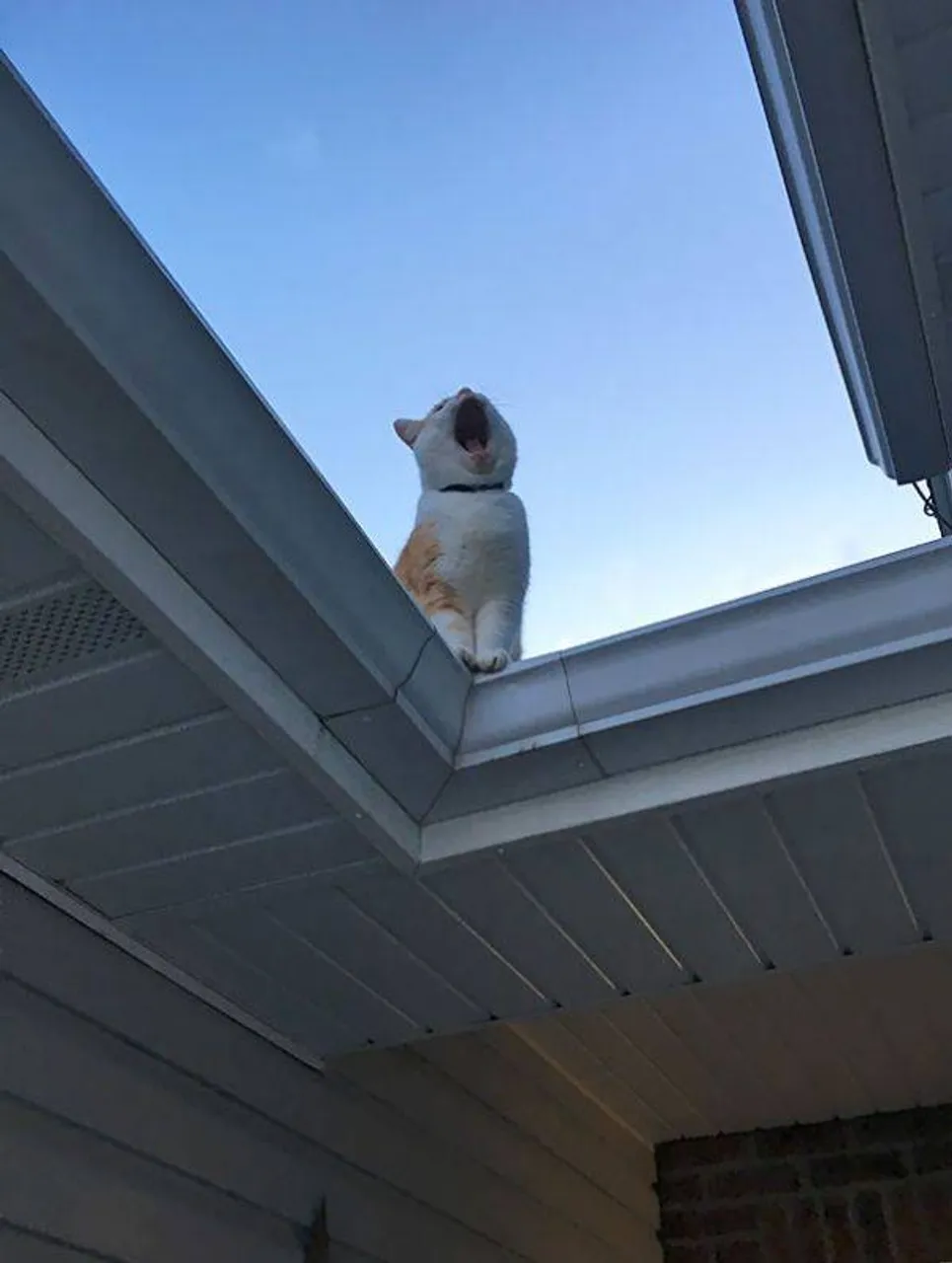 cats_who_just_wanna_spend_a_few_of_their_nine_lives_640_high_07
