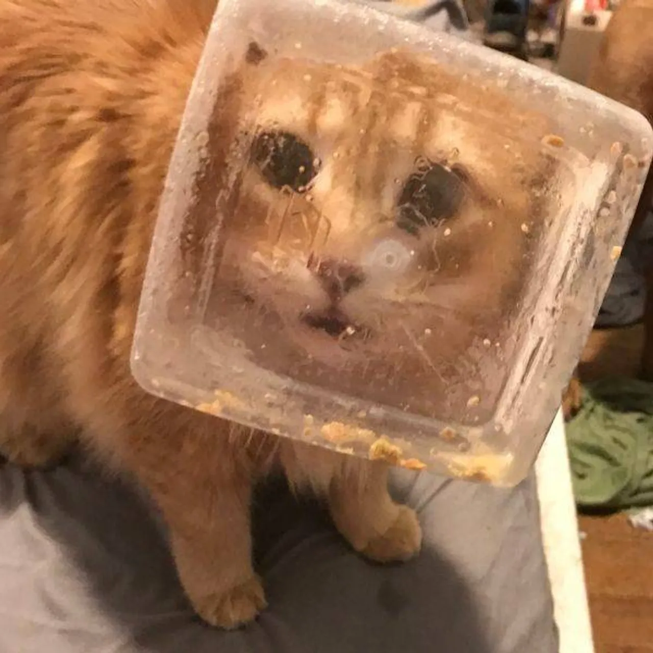 cats_who_just_wanna_spend_a_few_of_their_nine_lives_640_14