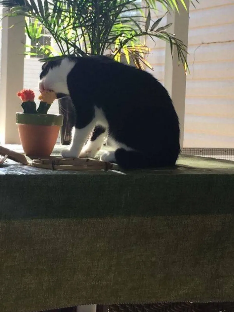 cats_who_just_wanna_spend_a_few_of_their_nine_lives_640_high_21