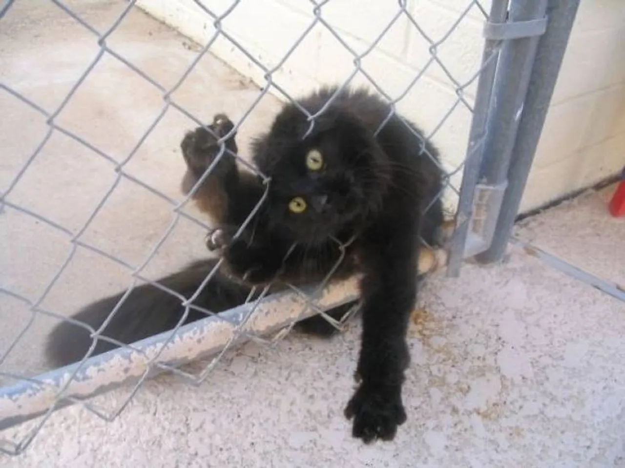 cats_who_just_wanna_spend_a_few_of_their_nine_lives_640_06