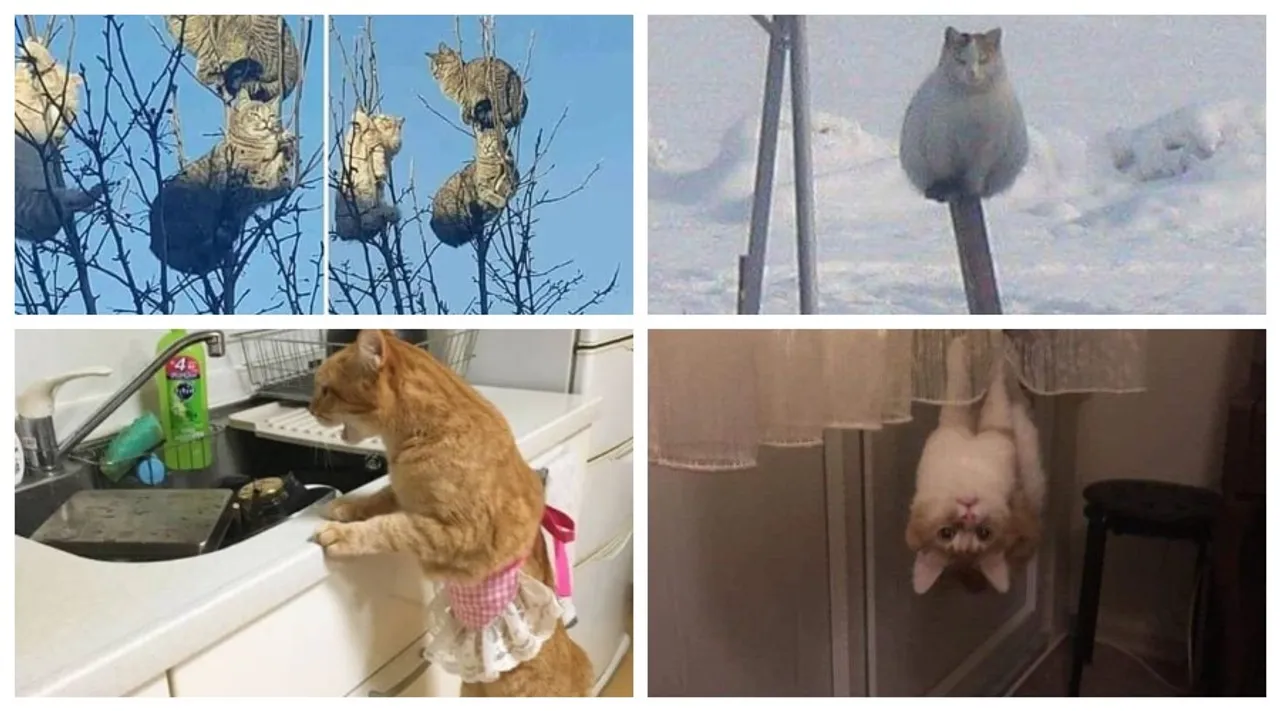 Stručnjaci potvrdili: Ovih 25 slika mačaka su najbolje slike mačaka na svijetu