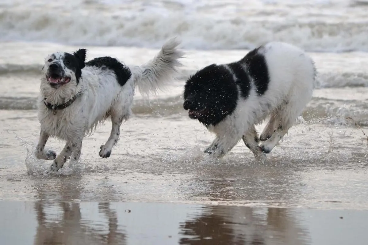 'Morski psi': Ovih 9 vrsta pasa obožava se kupati (za razliku od mnogih drugih ljubimaca)
