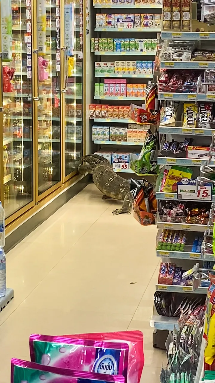 Rampaging monitor lizard raids SUPERMARKET and climbs on shelves in search of food