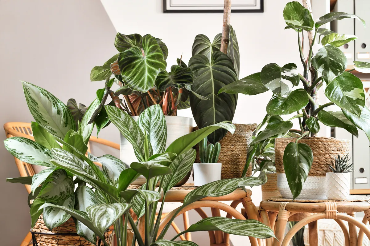 Filodendron