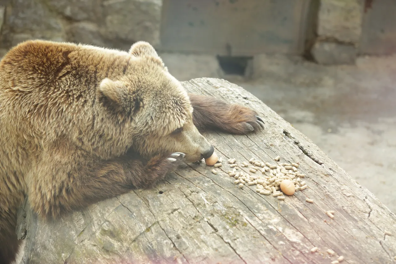 Pisanice razveselile i stanovnike Zoološkog vrta