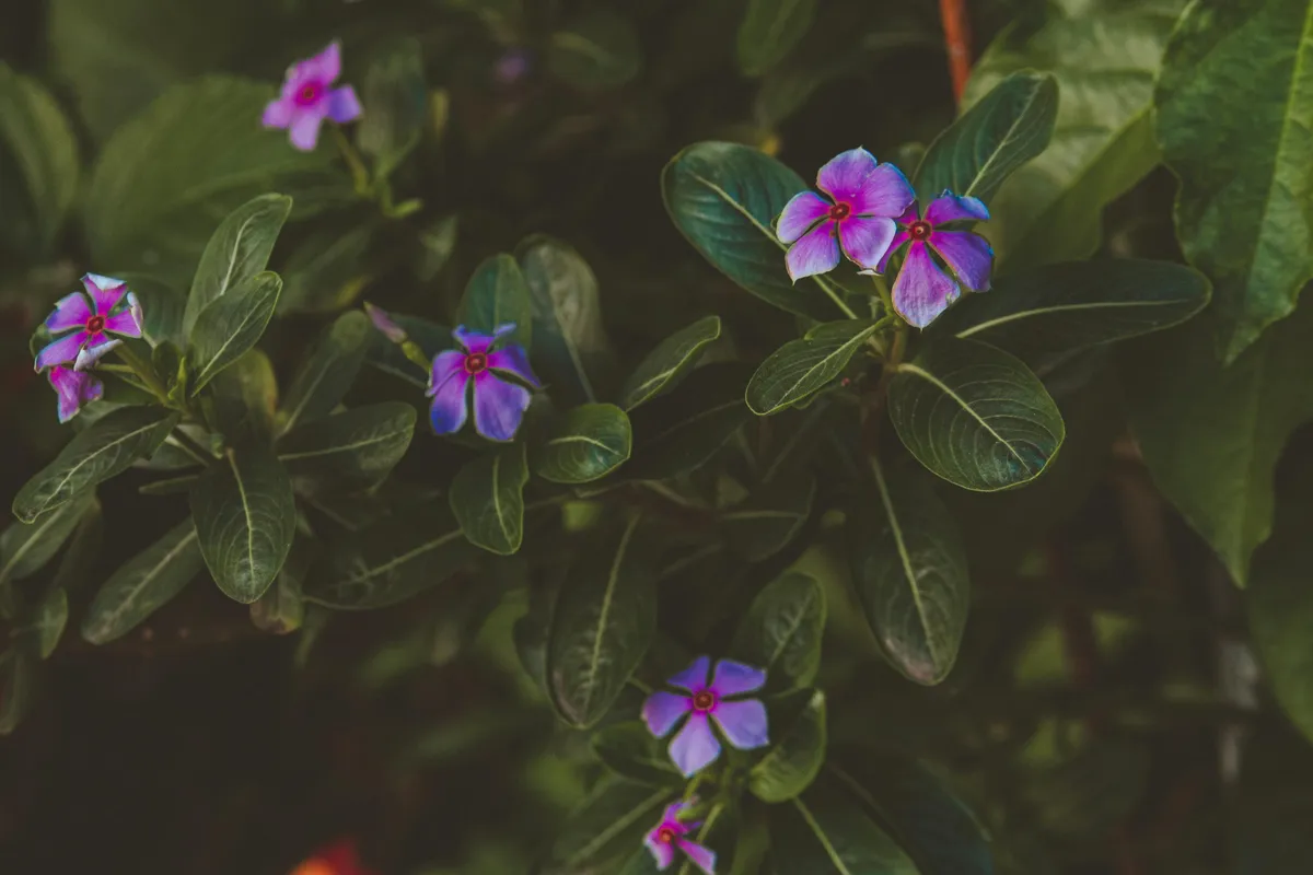 Madagaskarski zimzelen (Catharanthus roseus)