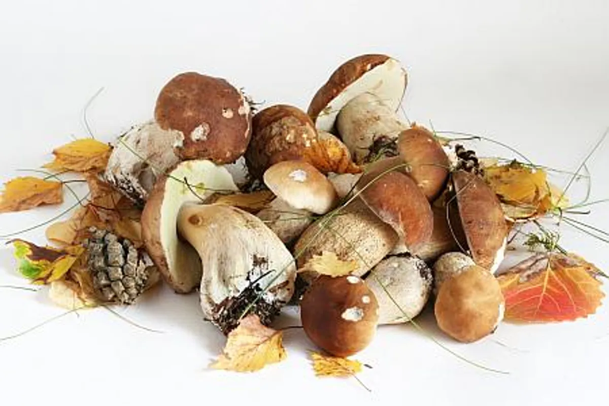 Sezona gljiva: Šumsko meso na vašem stolu