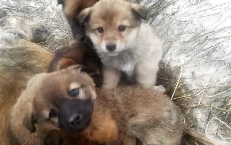 Christmas miracle of good homes wanted for seven tragic puppies clinging to their dead stray mother for three days, ‘trying to warm her back to life in minus 20C Siberian cold’
