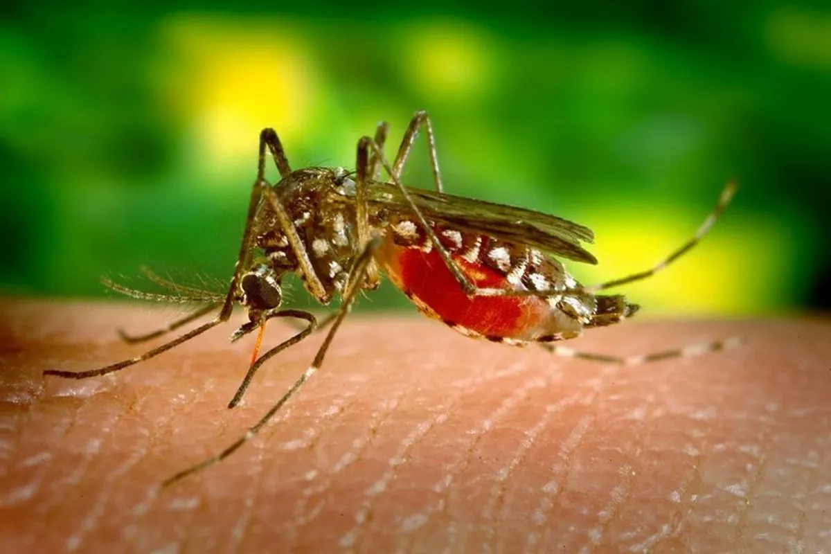 Bez kemikalija: prirodni načini kako se riješiti dosadnih komaraca
