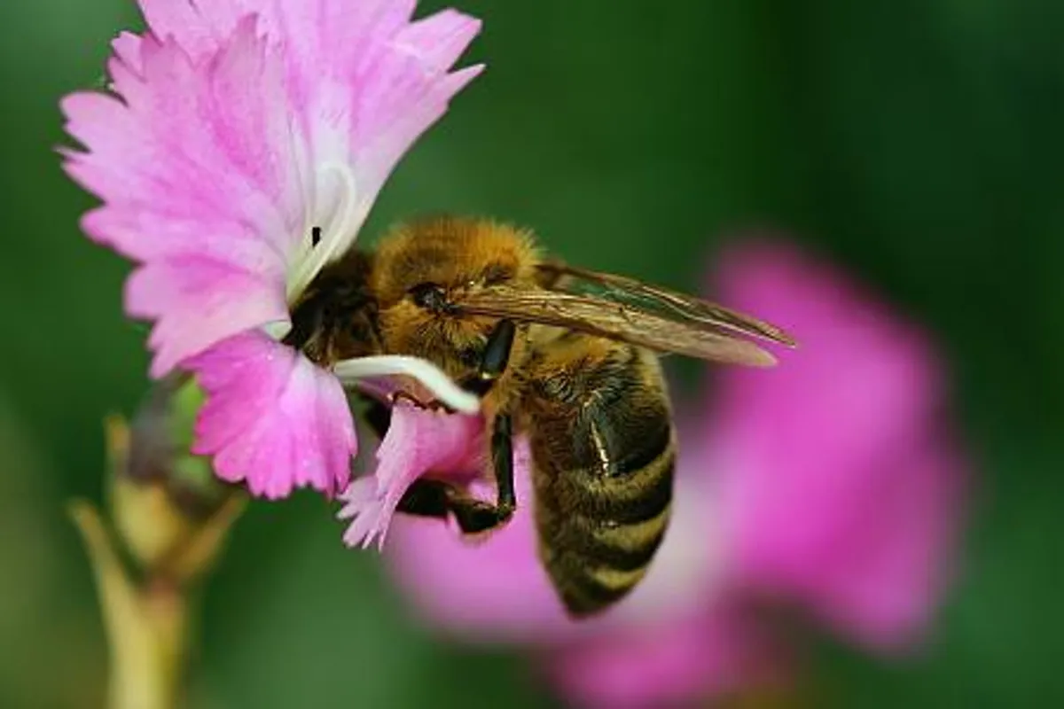 Važnost pčela u ekosustavu