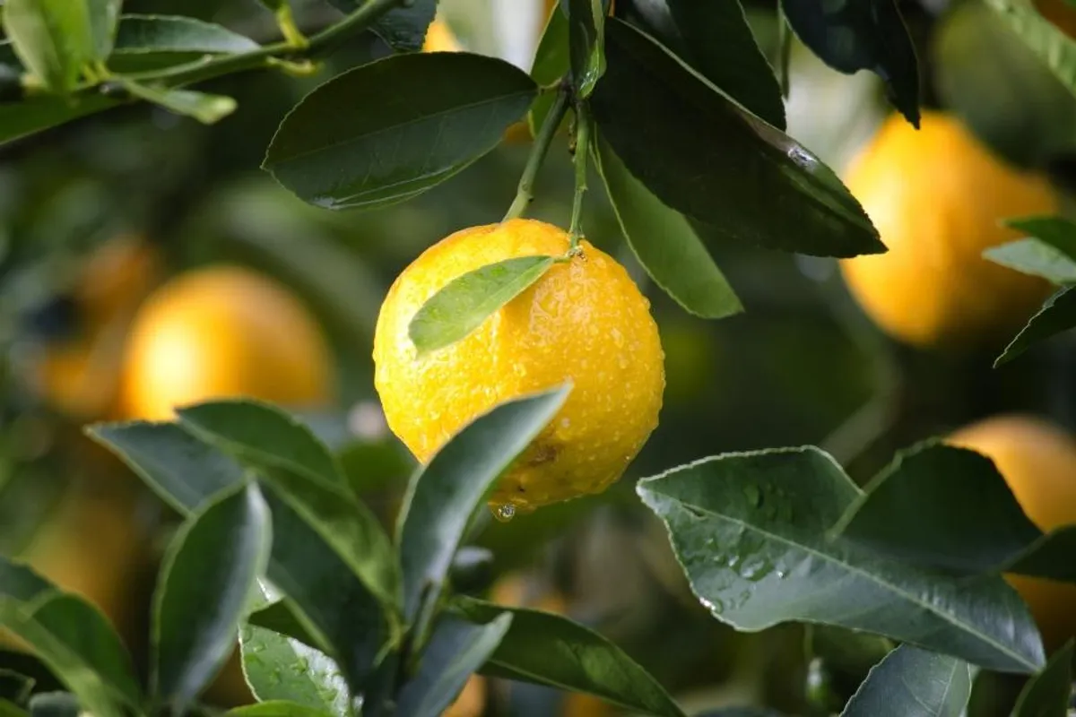 Kako prepoznati domaći limun?