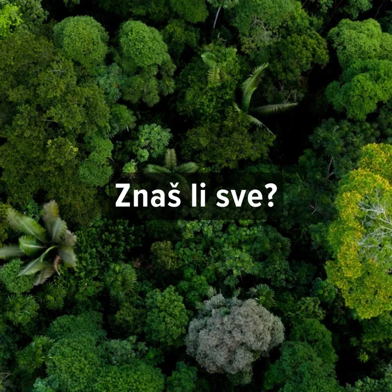 Kvizovi