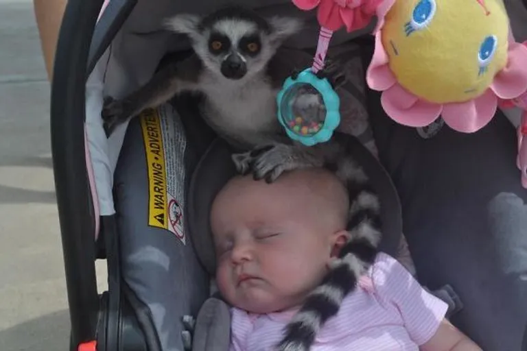Prijateljica je bila s djecom u ZOO kada joj je starija kći rekla: "Mama, lemur je na tvojoj bebi".