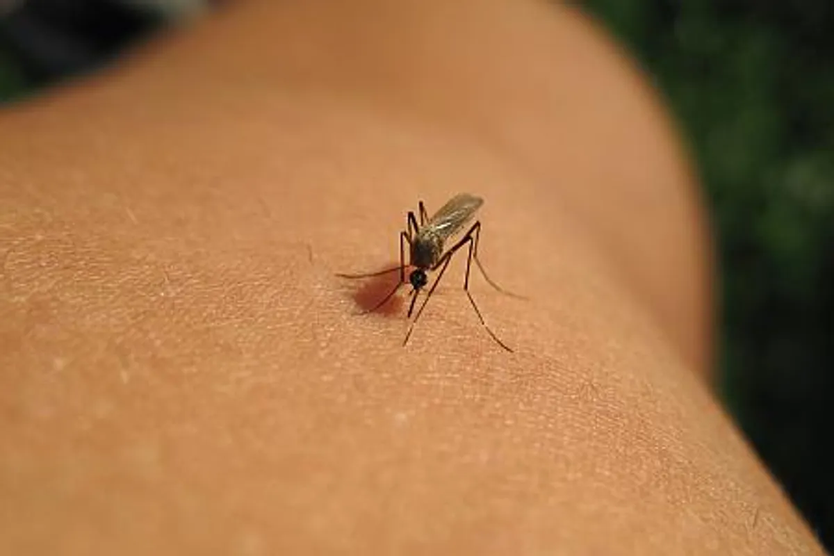 Zašto vas komarci posebno „vole“?