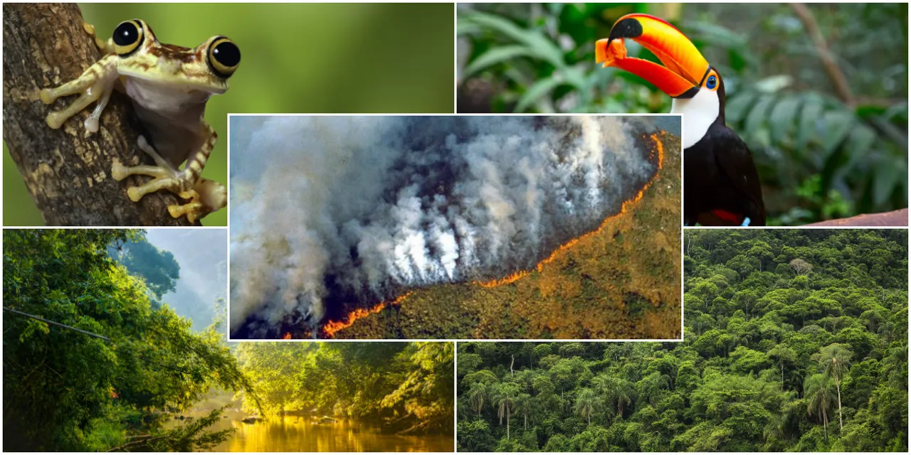 Zanima vas zašto su požari u Amazoni ozbiljni za cijeli svijet? Nakon ovih činjenica sigurno ćete shvatiti!