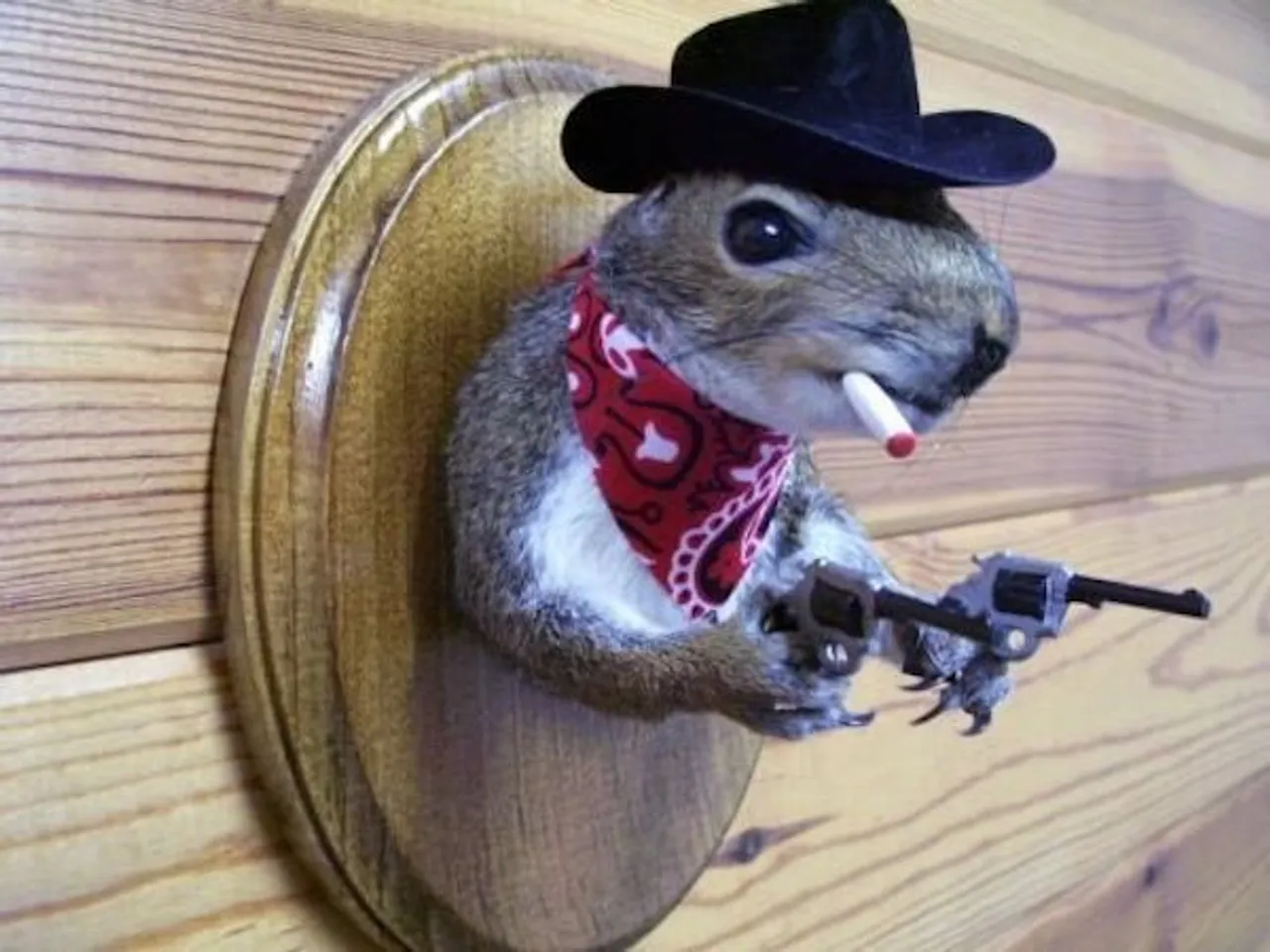 the-crazy-sht-you-see-in-merica-32-photos-2