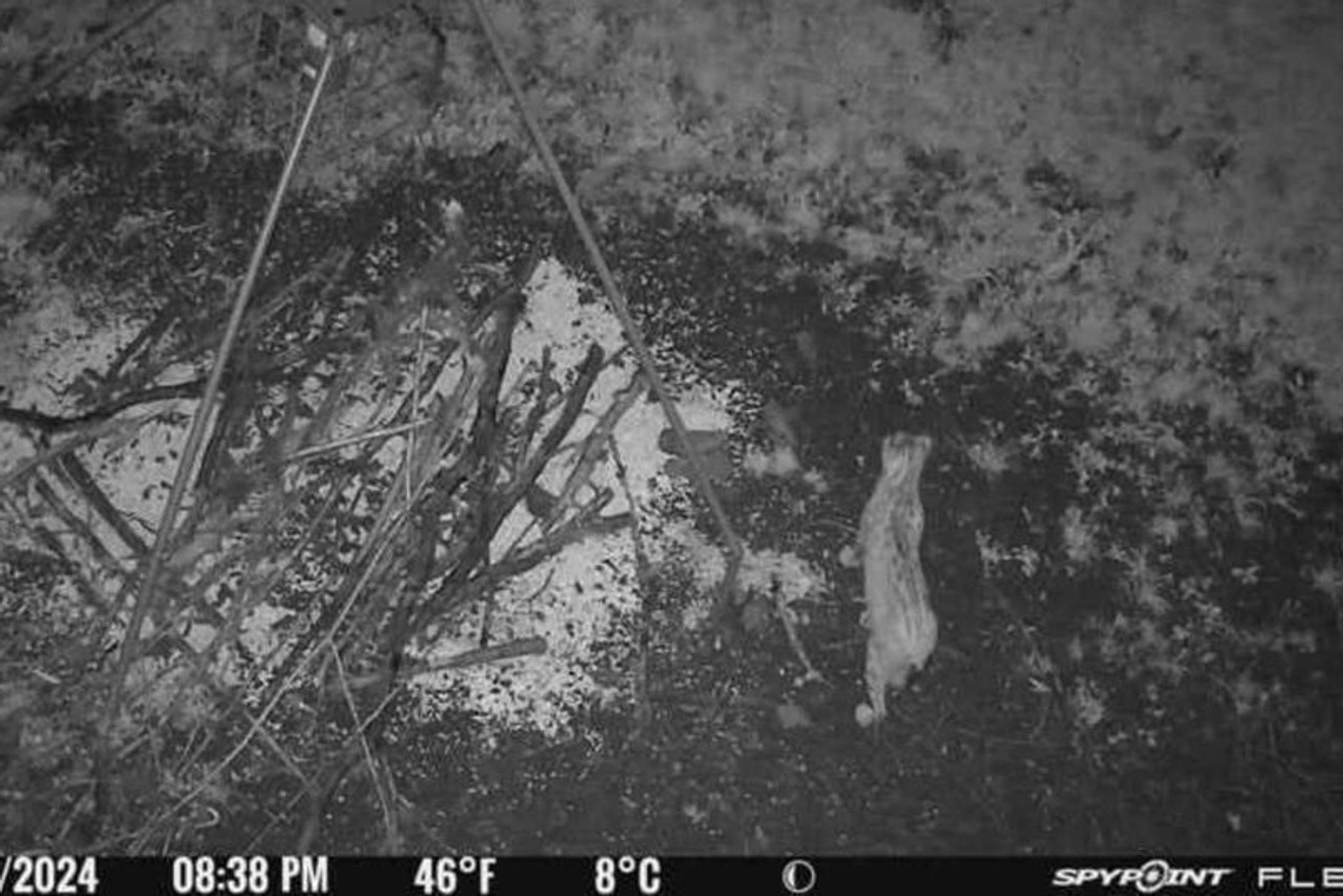 Veliko otkriće nedaleko od Zagreba: 'Snimili smo risa, imamo dokaze ...