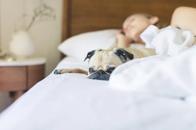 U nastavku otkrijte na koje sve načine puštanje psa u krevet može biti dobro za vas