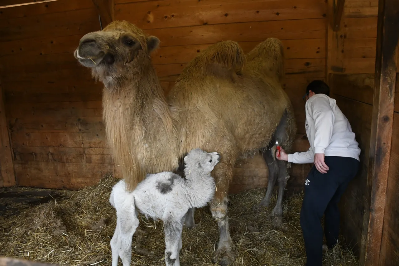 Đurđevačke deve dobile svoju prvu bebu, građani će odabrati ime