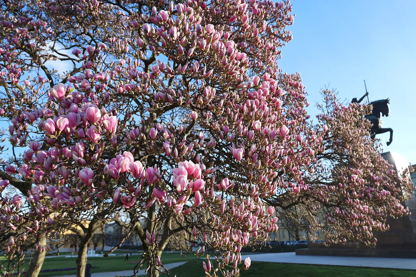 Magnolija na Trgu kralja Tomislava