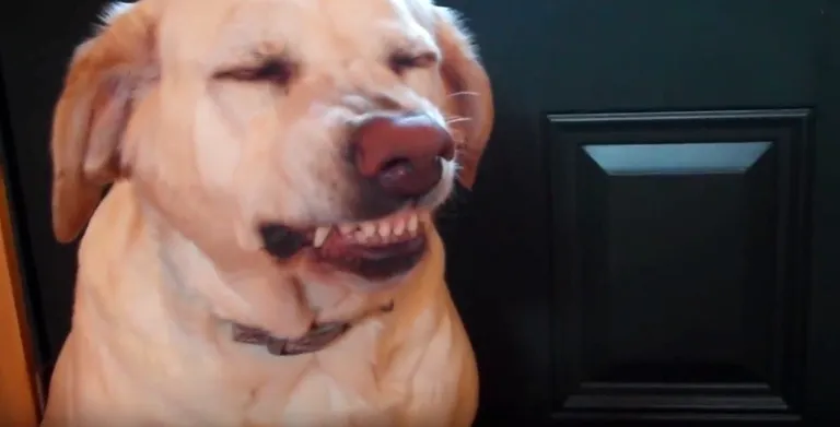 Gazda, nisam ja kriv: 25 urnebesnih fotografija pasa koji vole činiti nepodoštine i njihove reakcije