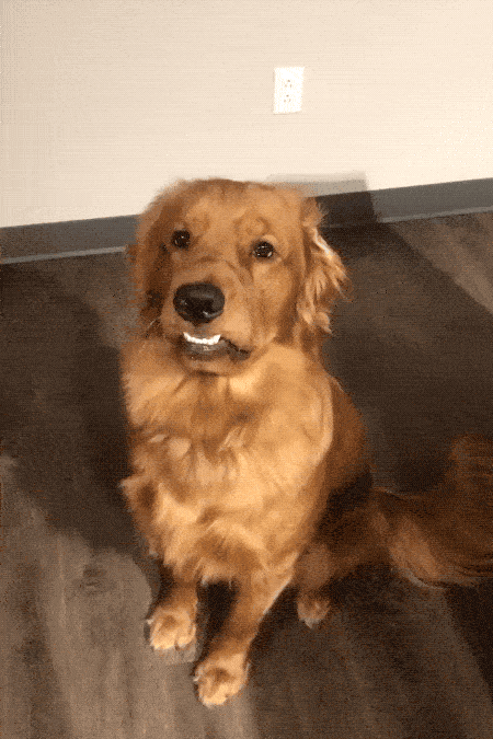 these-good-boys-and-girls-win-the-cheesechallenge-18-gifs-1