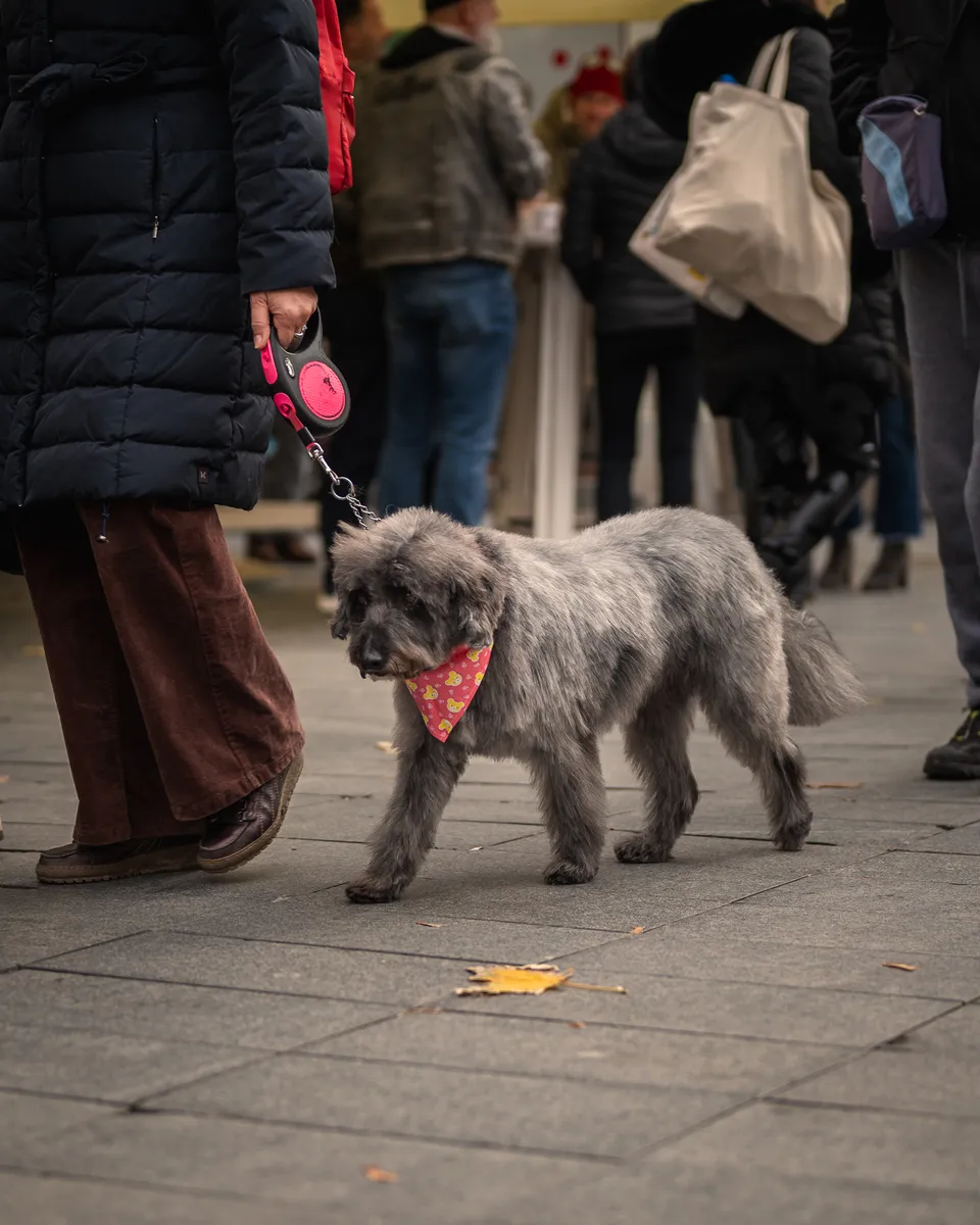 Zagrebačka špica - 30.11.2024. 