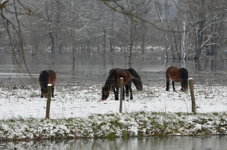 Promrzli i na rubu života: životinje zapinju u hladnoj vodi, vlasnici zbog poplava ne mogu do svoje stoke