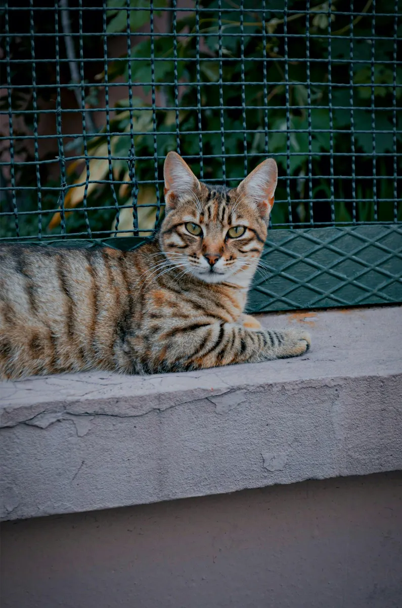 Toyger mačka 