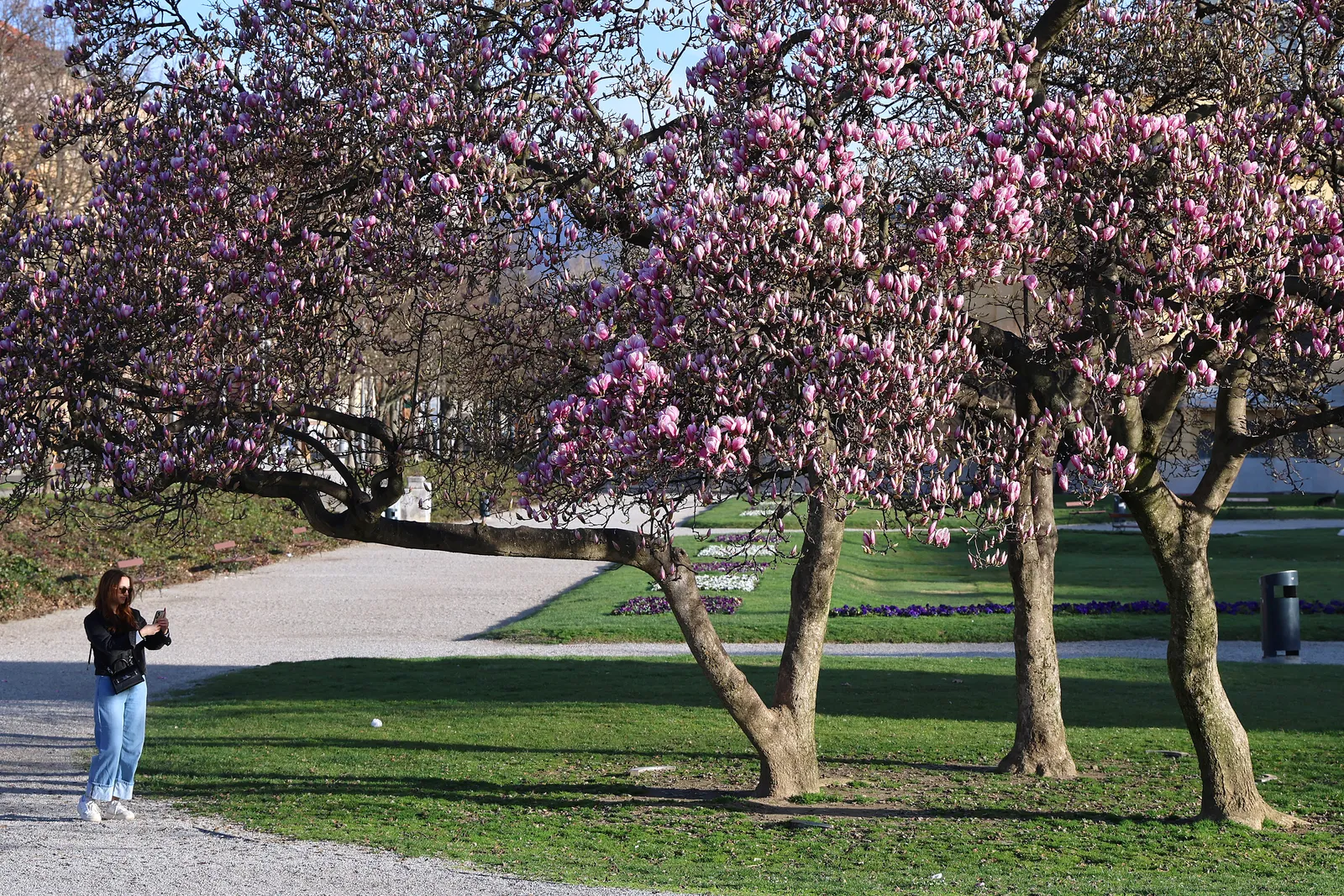 Magnolija na Trgu kralja Tomislava