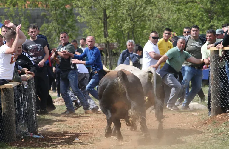 Dicmo opet postao Korida: Tisuće ljudi uživalo u tradicionalnim borbama bikova u Zagori