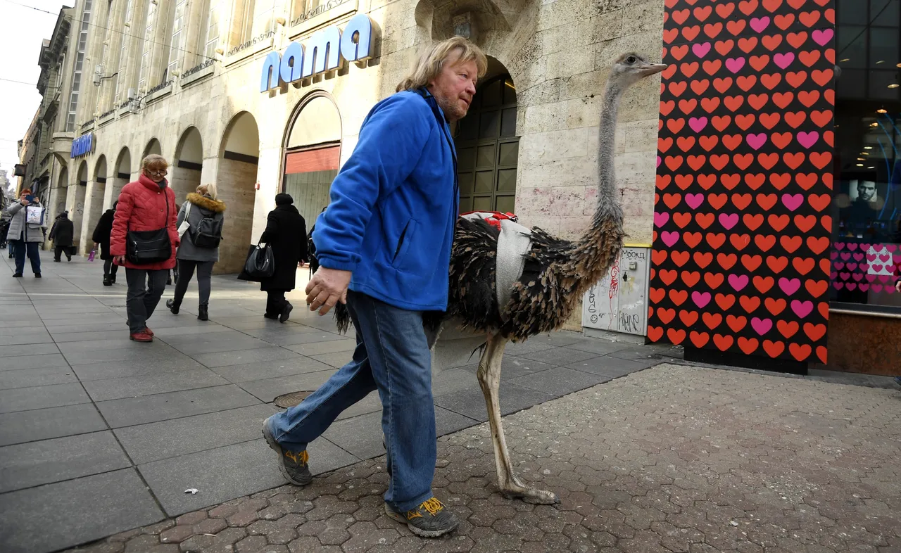 Još samo jedan običan dan u Zagrebu: Centrom grada šetao svog ljubimca - noja Francelja