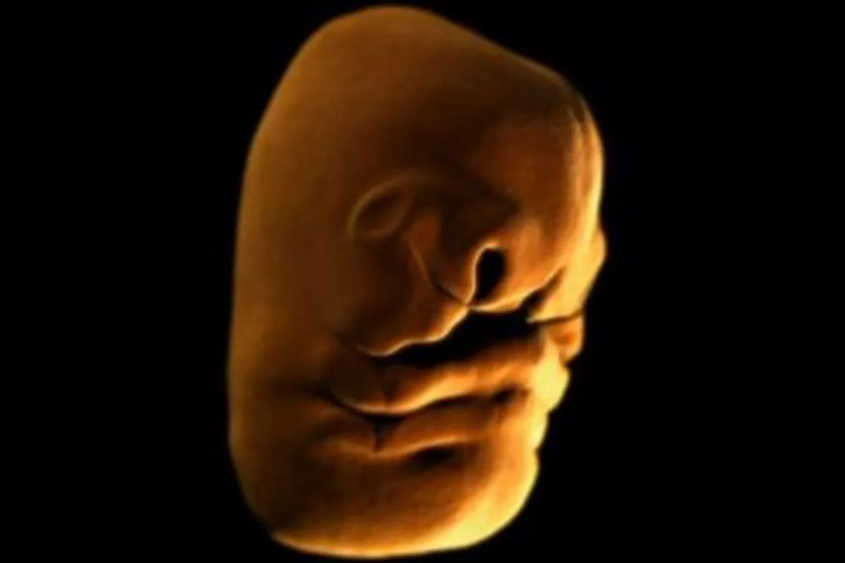 Unutar ljudskog tijela - kako se formira lice bebe?
