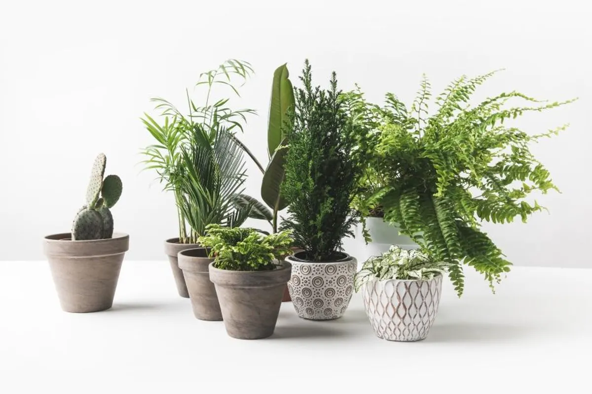 8 moćnih biljki koje će učiniti tvoj dom zdravijom okolinom za život