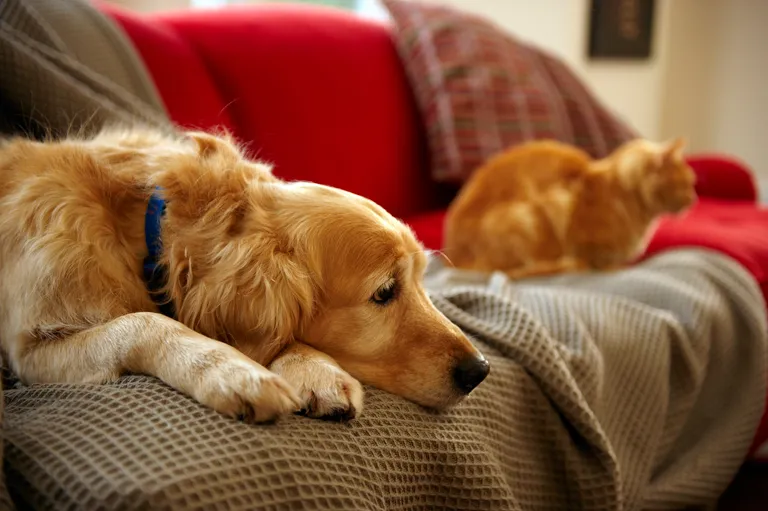 15 glavnih razlika između ljubitelja mačaka i ljubitelja pasa