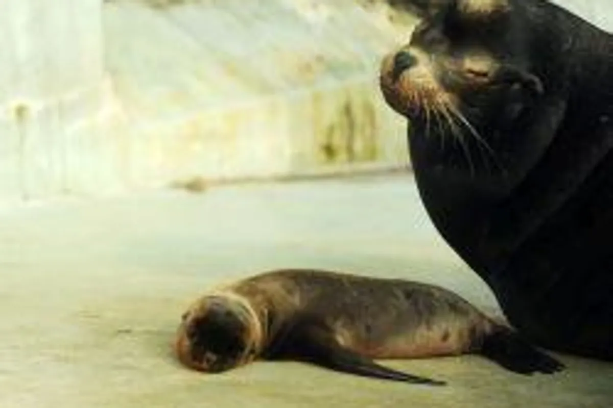 Mali morski lav - novi stanovnik zagrebačkog zoološkog vrta