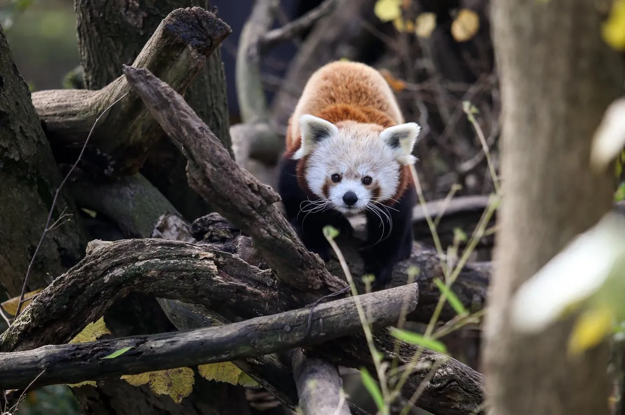 Djeca u zagrebačkom Zoološkom proslavila Dan crvenih pandi