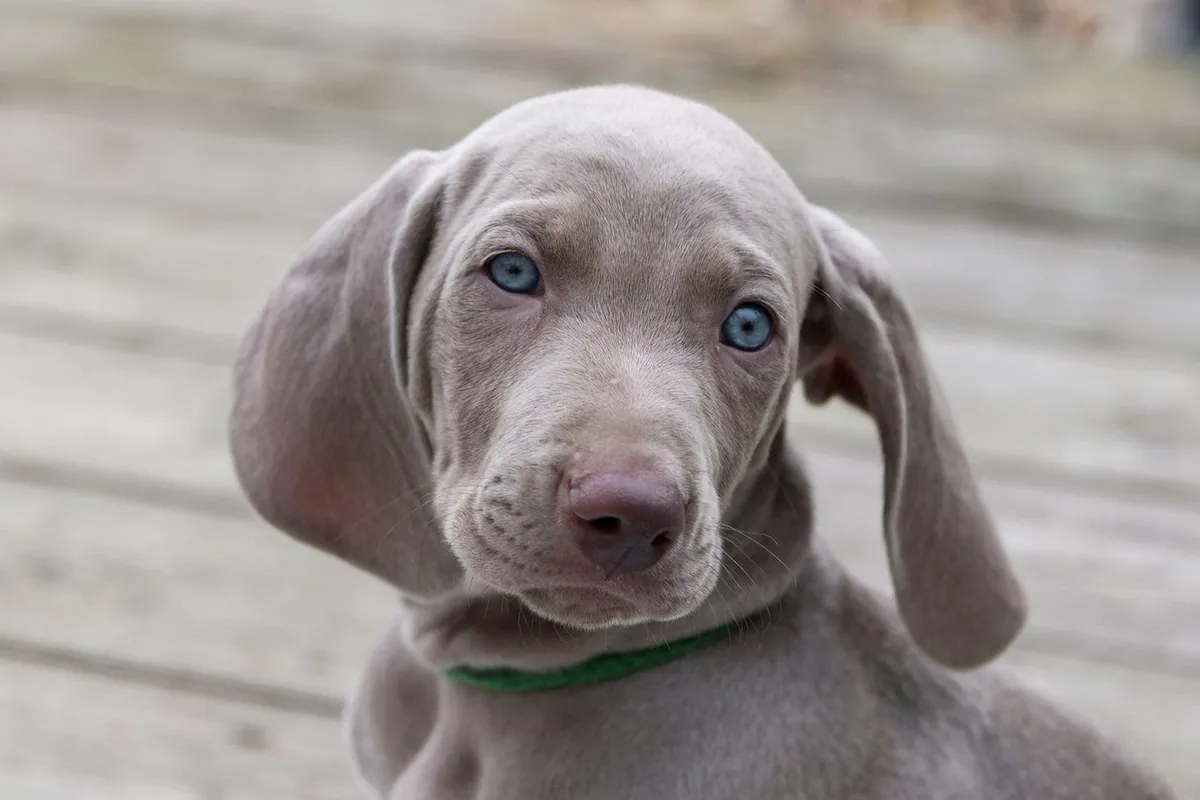 Najljepši psi plavih očiju