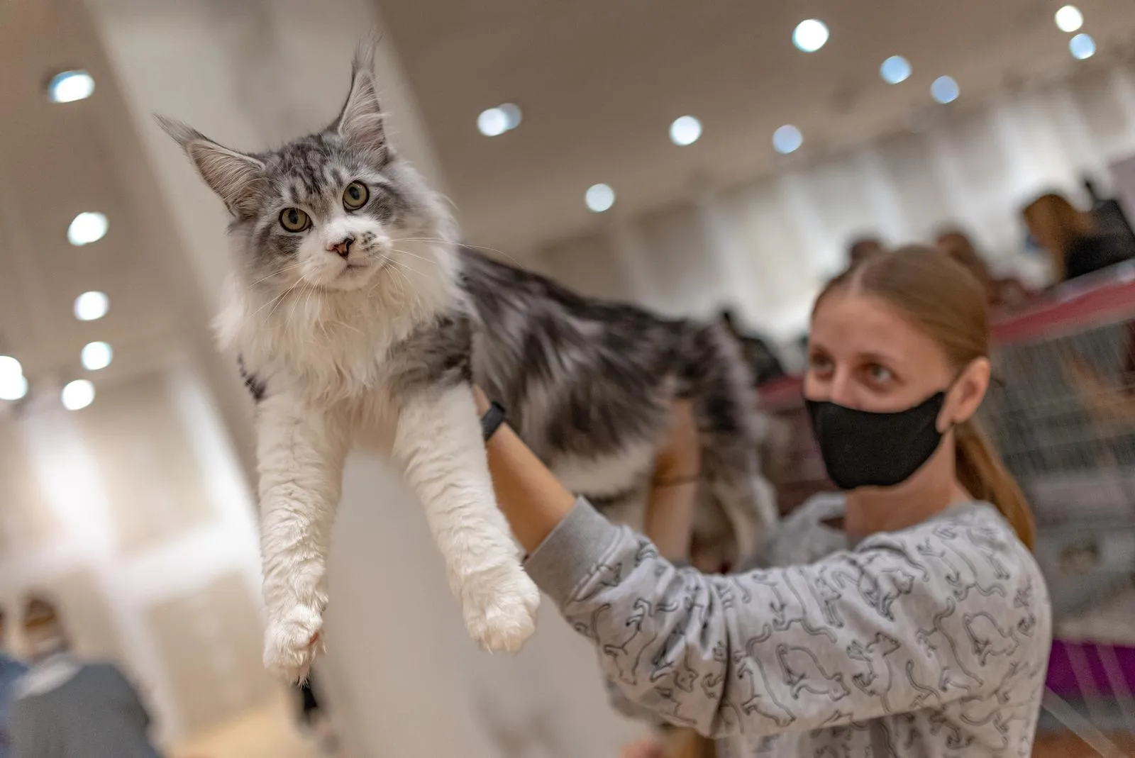 Revijalna izložba mačaka u Osijeku