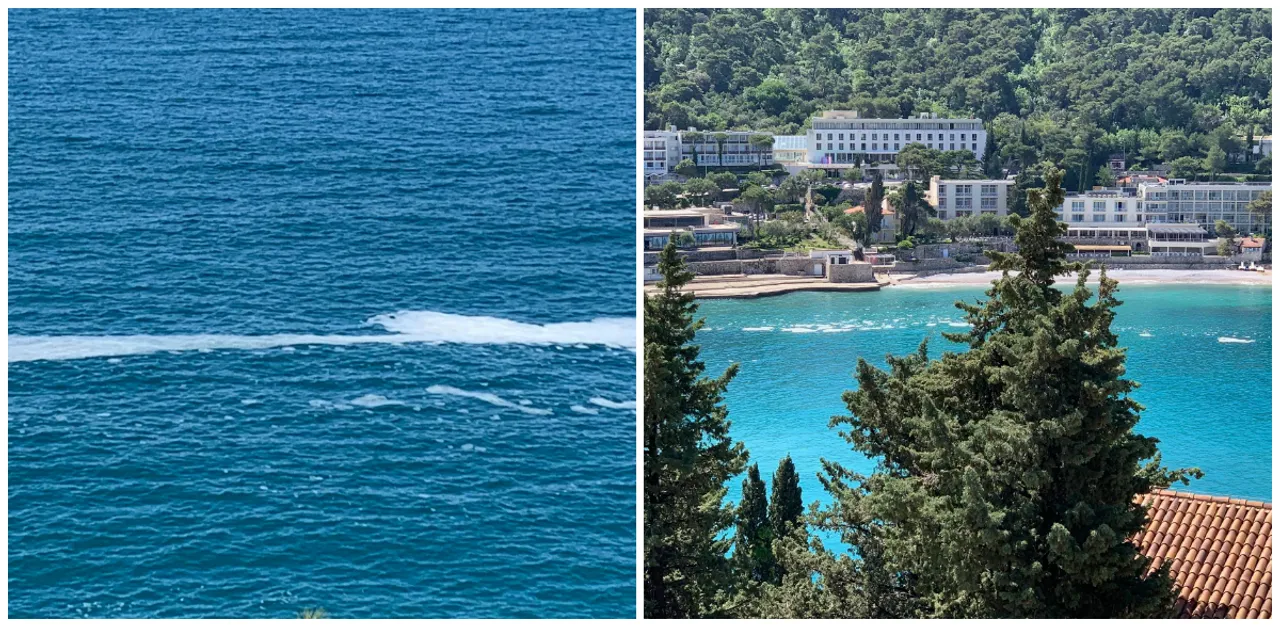 Sluzave nakupine u moru kod Dubrovnika