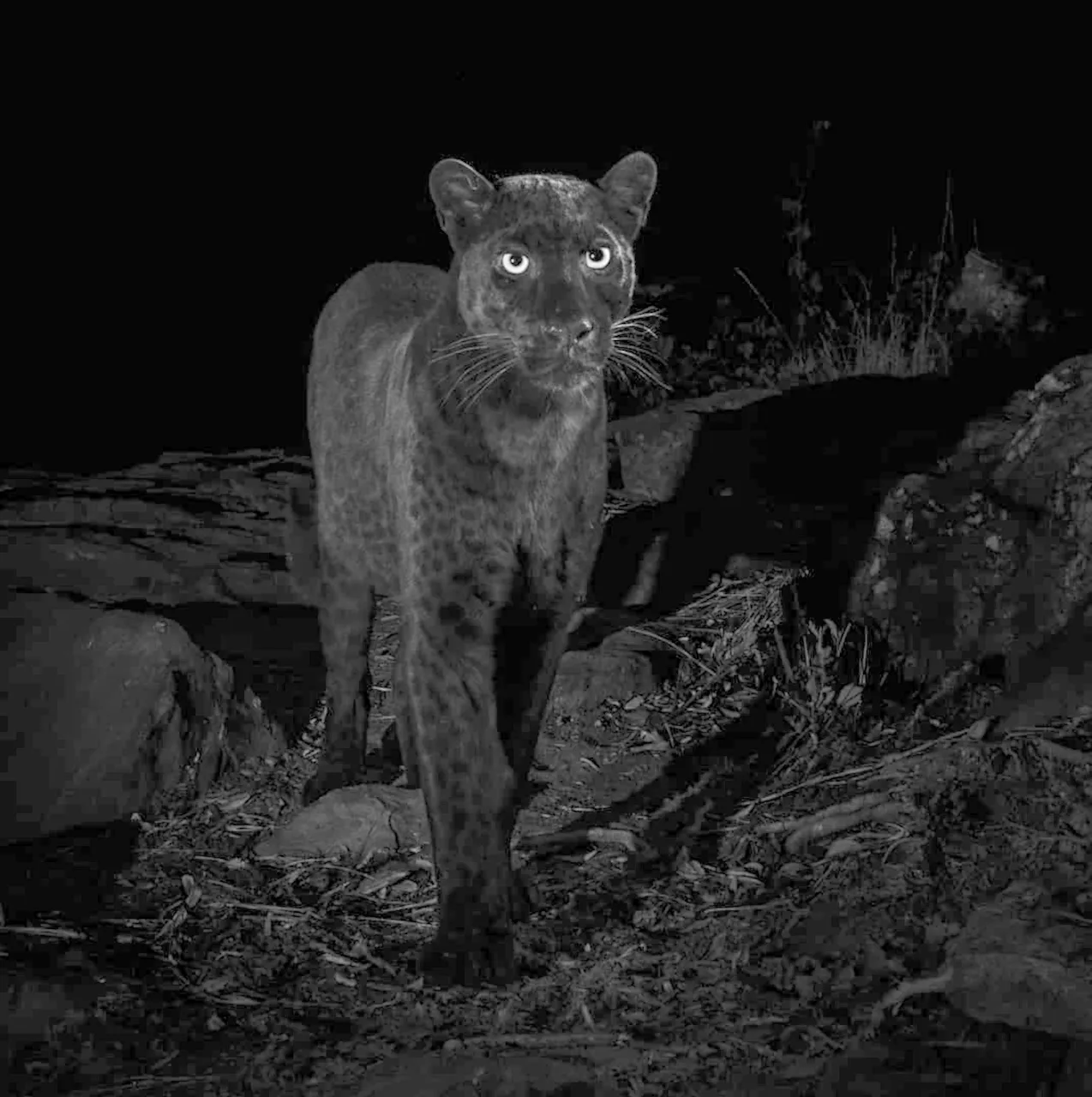 Prvi put nakon 100 godina crni leopard završio je na fotografiji