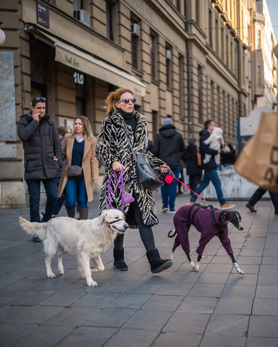 Zagrebačka špica - 16.11.2024.