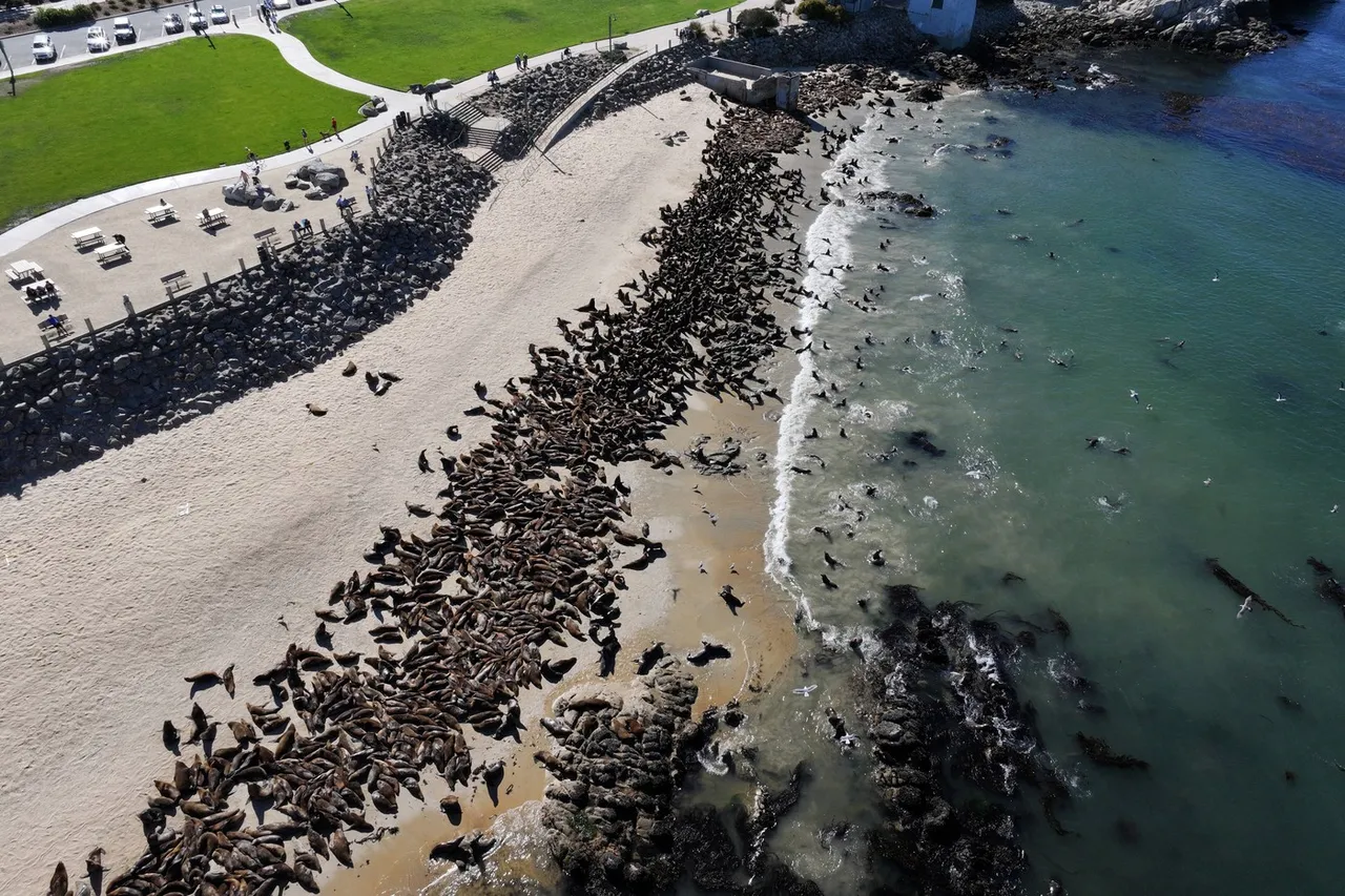 Morski lavovi okupirali plažu (3).jpg