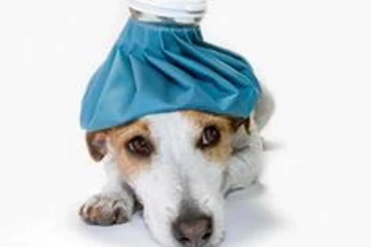Jednostavni 'kućni lijekovi' za vašeg psa
