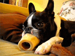 animals-sticking-out-their-tongues-is-why-we-invented-the-internet-x-gifs-1