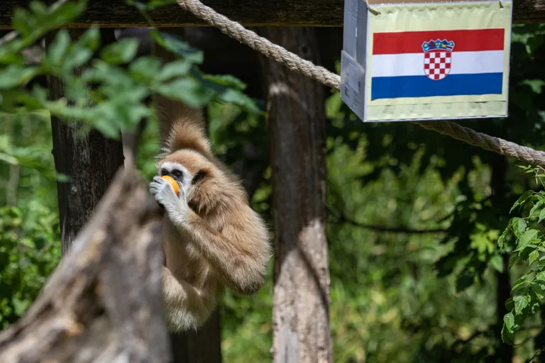 Gibon Kent u zagrebačkom Zoološkom vrtu prognozirao je pobjedu Hrvatske nogometne reprezentacije protiv Škotske u posljednjem kolu u skupini D na Europskom prvenstvu.