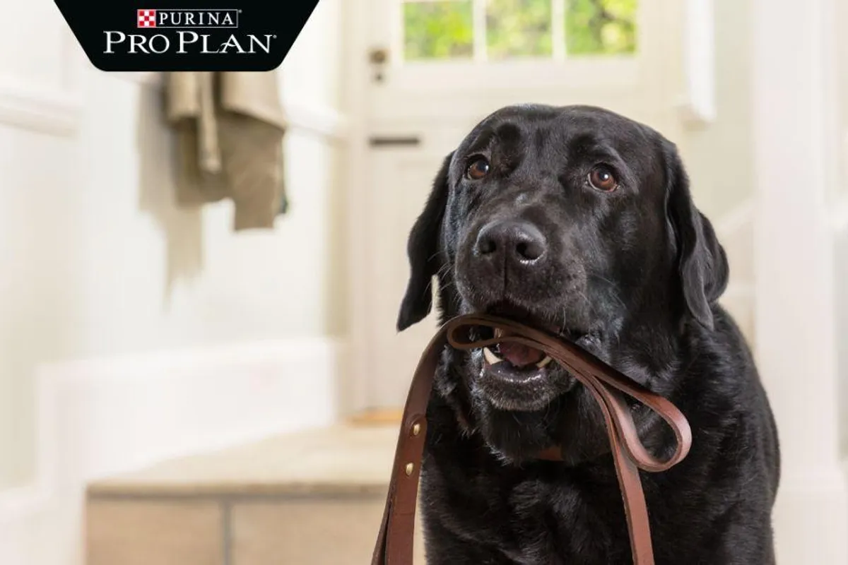 Nova Purina Pro Plan Optiage hrana za pse - dokazano pomaže ublažiti posljedice starenja pasa