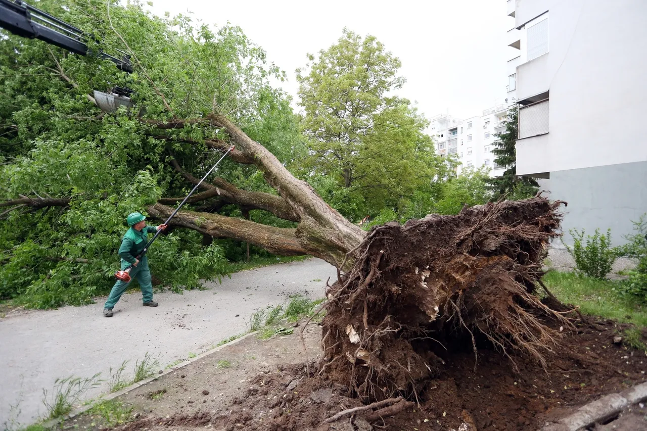 Karlovac: Olujni vjetar iščupao je stablo