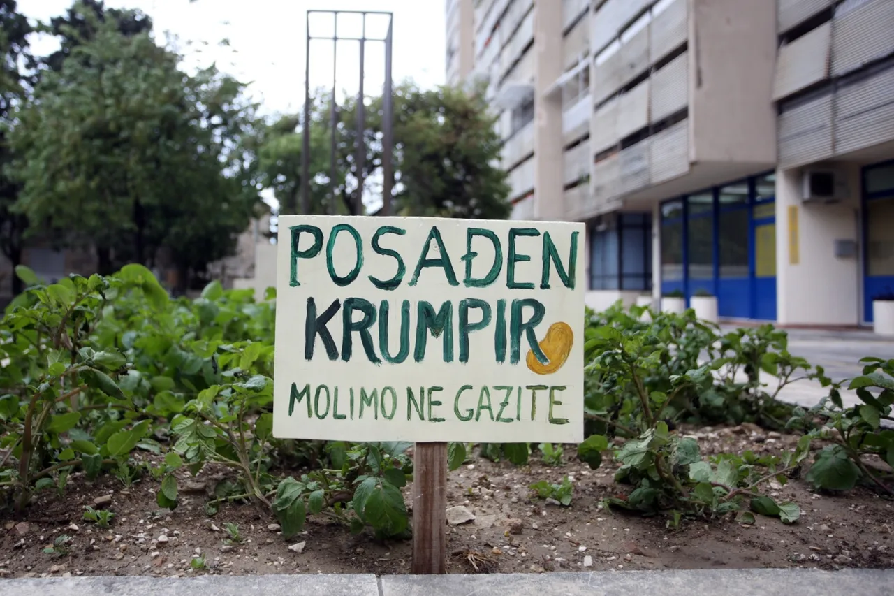 Posađeni krumpiri u Splitu